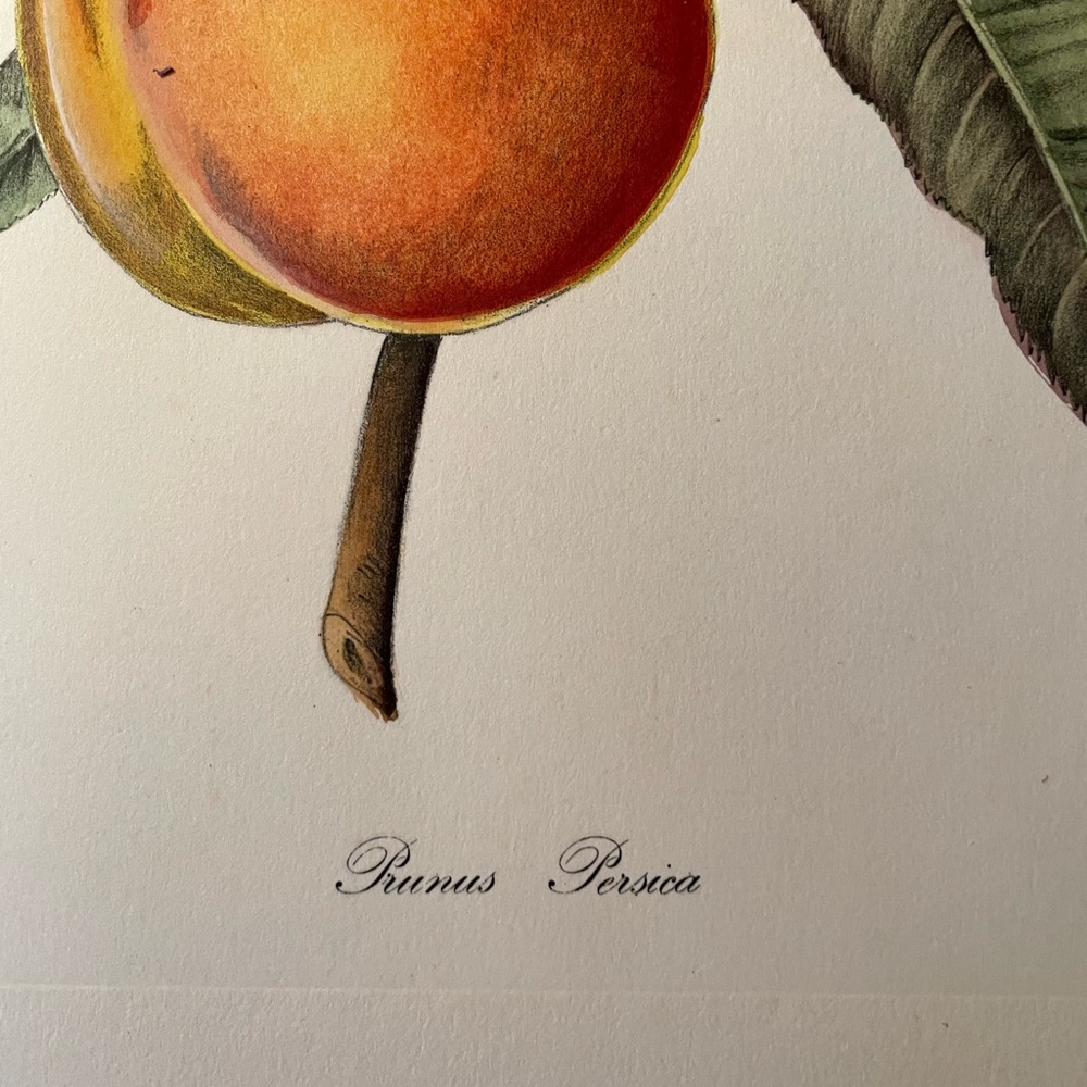 Hand Colored Botanical - Picture 4 of 9